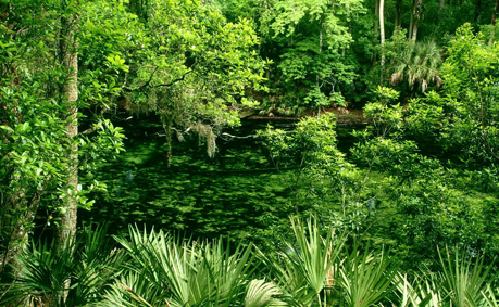 File:Texture tn1.png